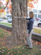 photo d'une femme qui mesure le diamètre d'un arbre